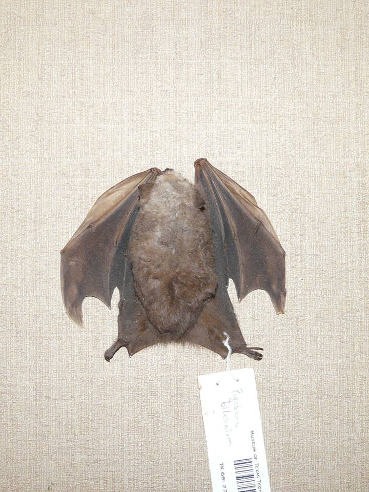 FIGURE 1 FIGURE 1